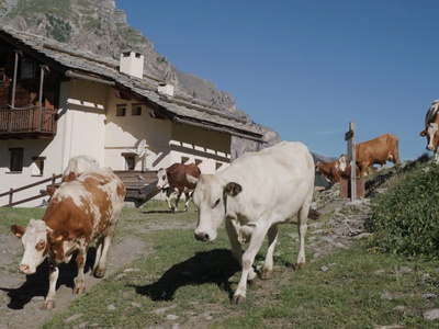 A screenshot from the ACLIMO video filmed in the Val Troncea Natural Park.