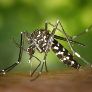 Biological control of mosquitoes