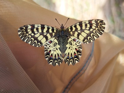 Monitoraggio di Zerynthia polyxena