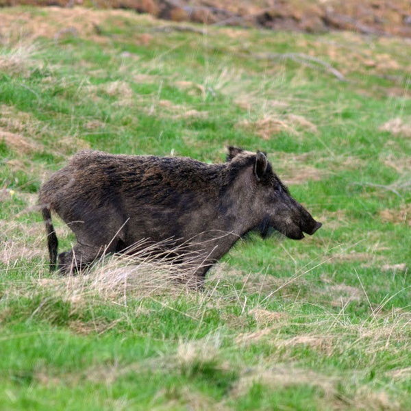 A wild boar in the Gran Bosco di Salbertrand Natural Park