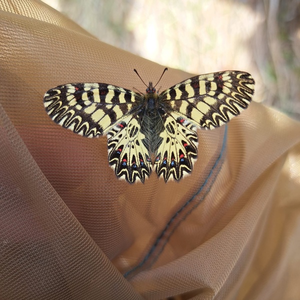 Monitoraggio di Zerynthia polyxena