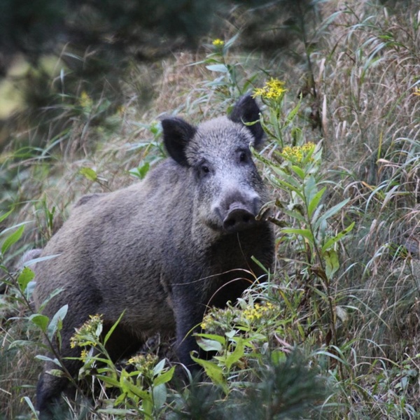 An individual wild boar.