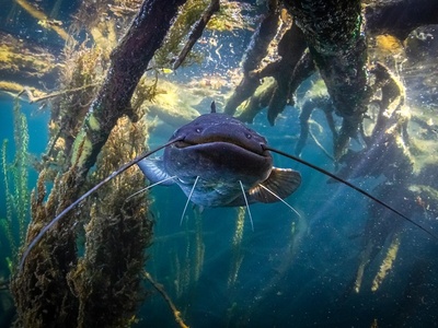 Pescesiluro