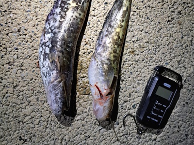 I due esemplari di pesce siluro pescati sabato 4 luglio.