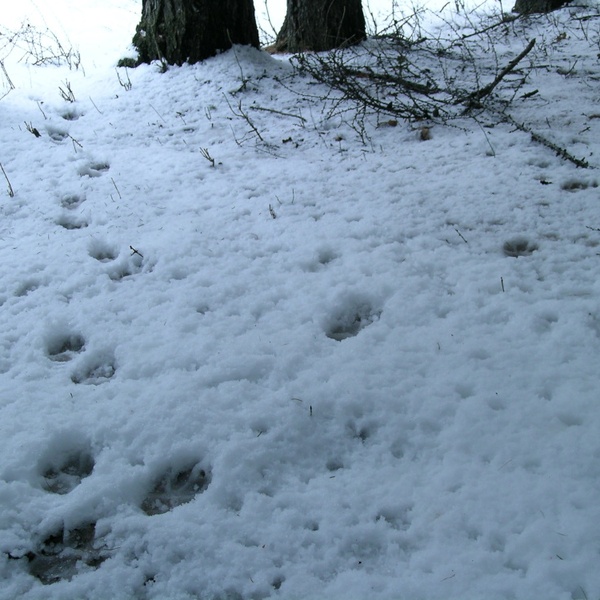 Les traces de loup dans la neige sont très utiles lors du suivi.