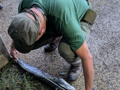 Un individuo di pesce siluro pescato durante una sessione notturna.