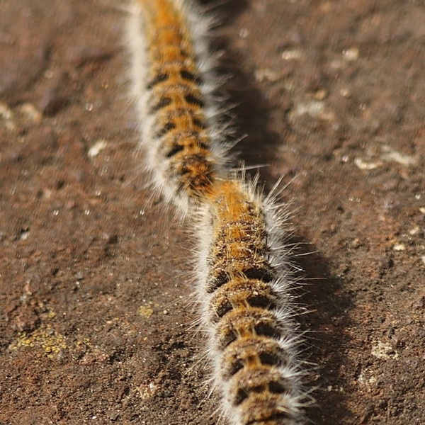 Thaumetopoea pityocampa \u002D processionaria \u002D larve