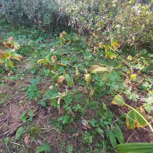 An image taken during a survey in the Municipality of Pragelato where young Veratrum album plants are observed, partially consumed by grazing cows.