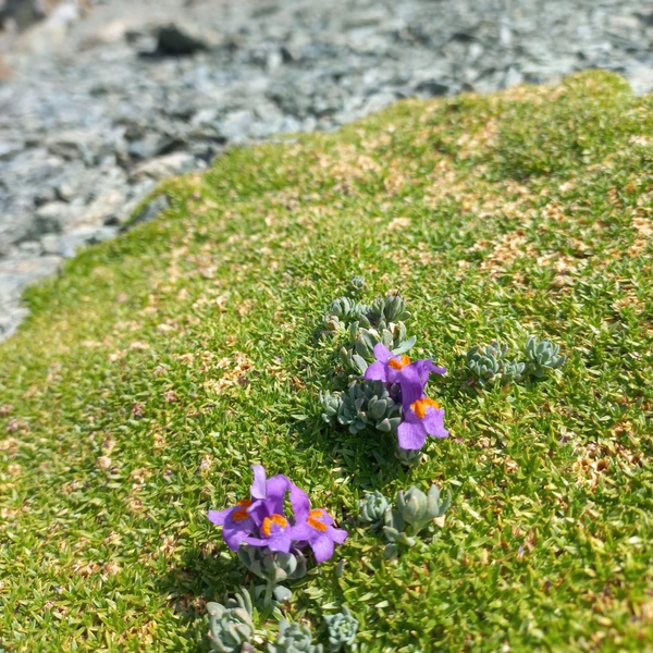 Some specimens of Linaria alpina growing within a cushion of Silene acaulis in the study area at an altitude of 2790 m.