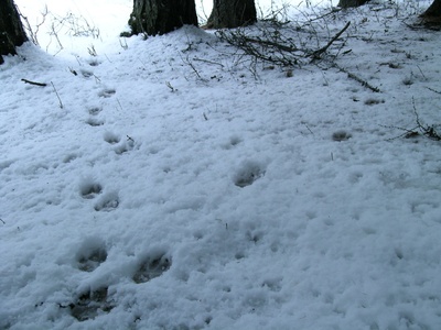 Les traces de loup dans la neige sont très utiles lors du suivi.