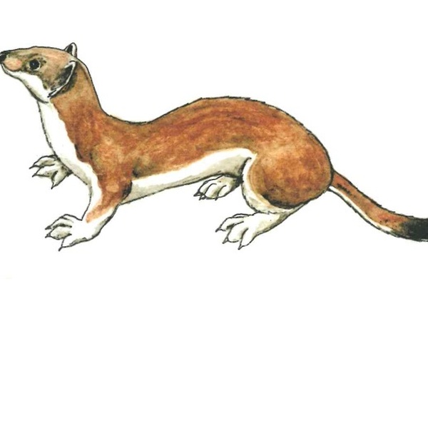 Ermellino Acquerello