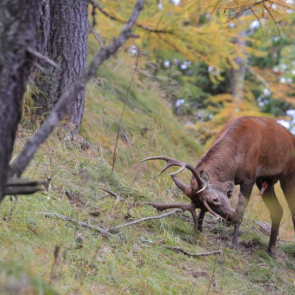 Cervo in autunno