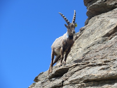 The large\u002Dhearted ibex to which a radio collar was applied in the area of the Orsiera Rocciavré Natural Park during the Alcotra Lemed Ibex project.
