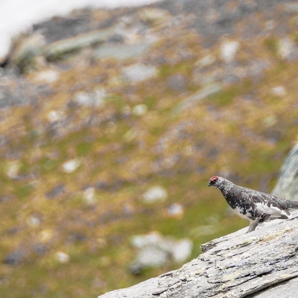 Pernice blanche dans le Parc Naturel de la Val Troncea, une espèce fortement menacée par les changements climatiques qui risque de disparaître.