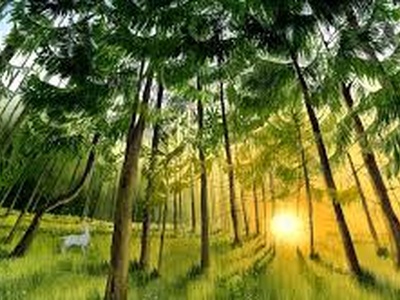 The song of the forest by Irene Borgna