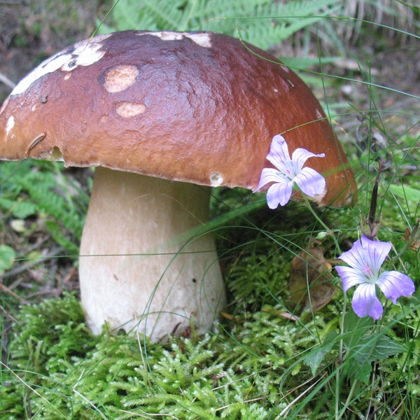 Boletus edulis