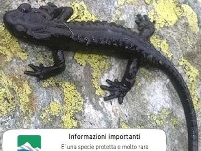 Citizen science: AAA salamandra lanzai cercasi