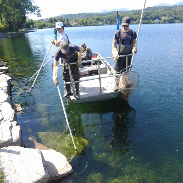 A phase of the scientific fishing for catfish in the Grand Lake of Avigliana.