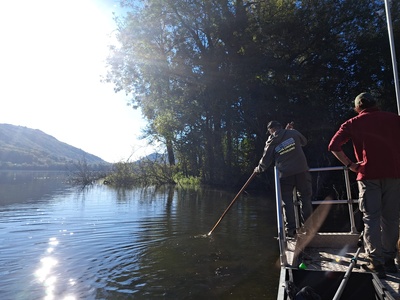 A phase of electrofishing.