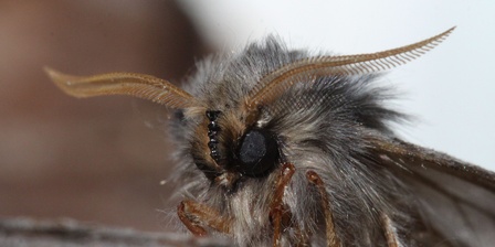 Thaumetopoea pityocampa \u002D adulto di processionaria