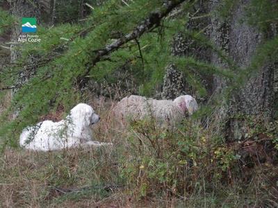 The sheep and the guard dog captured by the park rangers after the predation attempt.