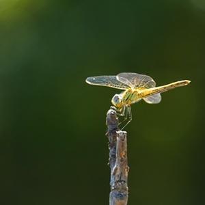 Rete Natura 2000 : Biodiversité dans les Parcs des Alpes Cozie
