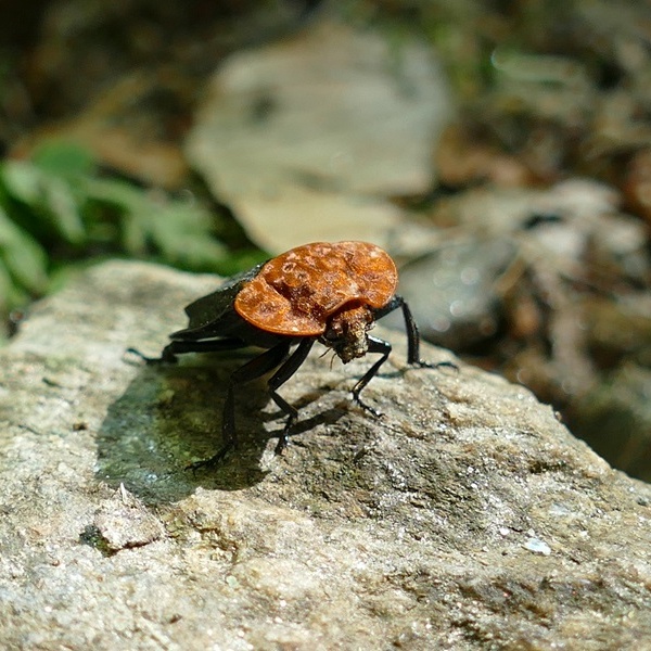 Oiceoptoma thoracicum