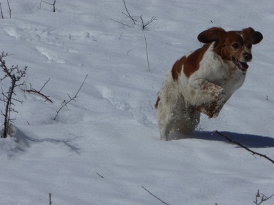 Correndo sulla neve.
