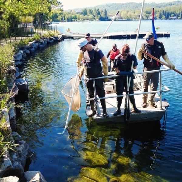 Attività di elettro\u002Dpesca sul Lago Grande di Avigliana.
