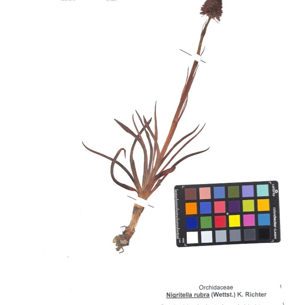 Un esemplare di Nigritella rubra proveniente dall\u0027erbario del Parco Naturale Orsiera Rocciavré \u002D Luca Giunti.