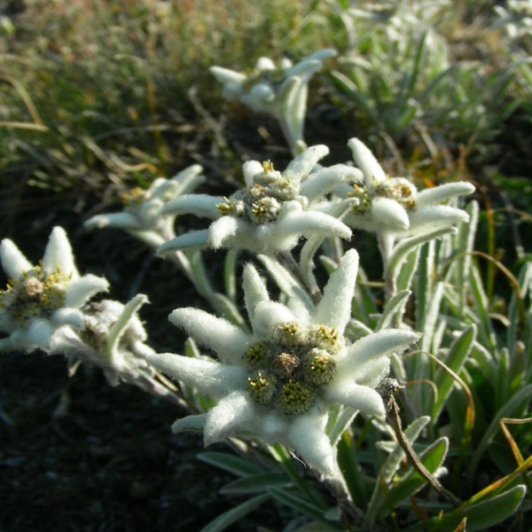 Un bel ciuffo di stelle alpine nel Parco Naturale del Gran Bosco di Salbertrand.