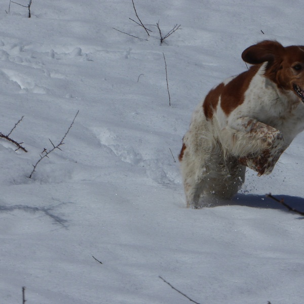 Correndo sulla neve.