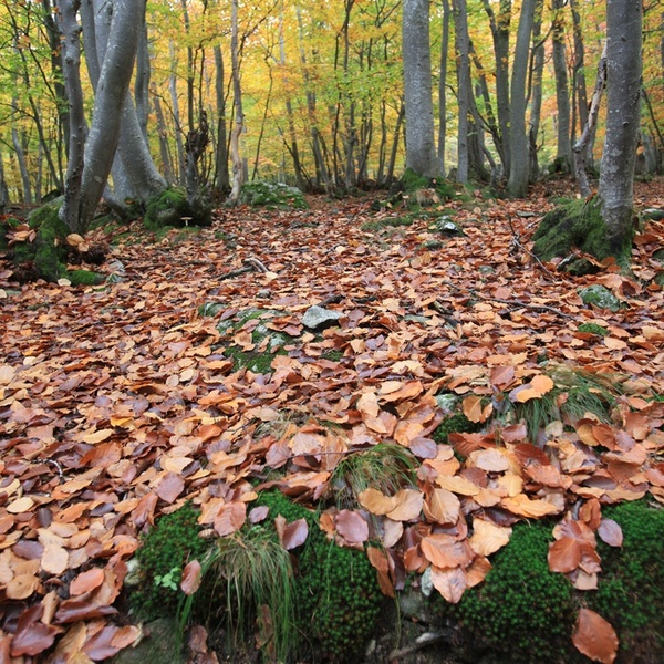 Faggeta in autunno