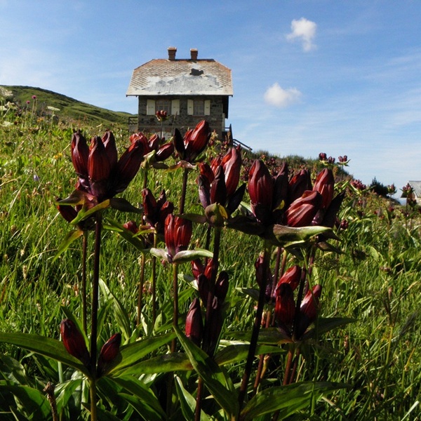 Giardini botanici