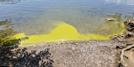 Schiume algali sul Lago Grande di Avigliana