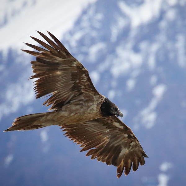 Immature bearded vulture