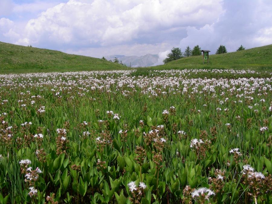Fioritura estiva alla torbiera di Col Blegier (Menyanthes trifoliata)